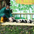大熊貓慶慶(2019年6月在重慶動物園出生的雌性雙胞胎大熊貓)