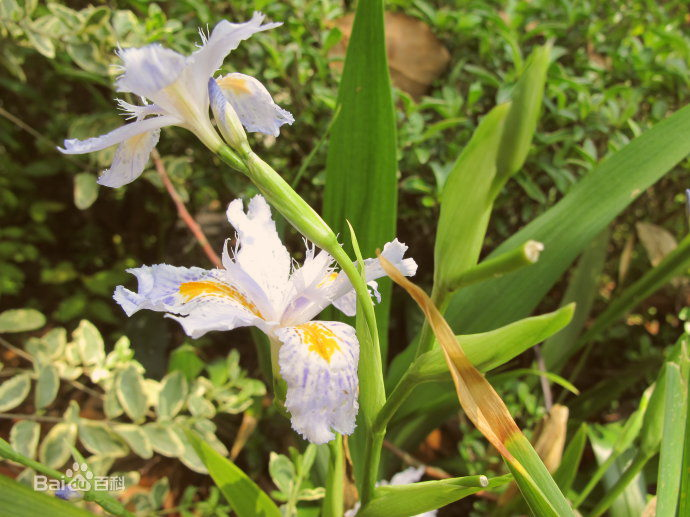 白花射干(鳶尾科鳶尾屬植物)