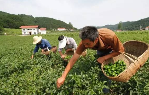 興山縣發展蔬菜基地