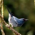 淺藍刺花鳥