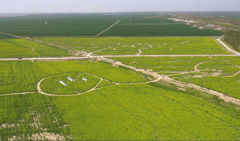 河南封丘：萬畝油菜花海醉遊人