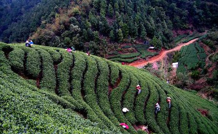 五指山茶場