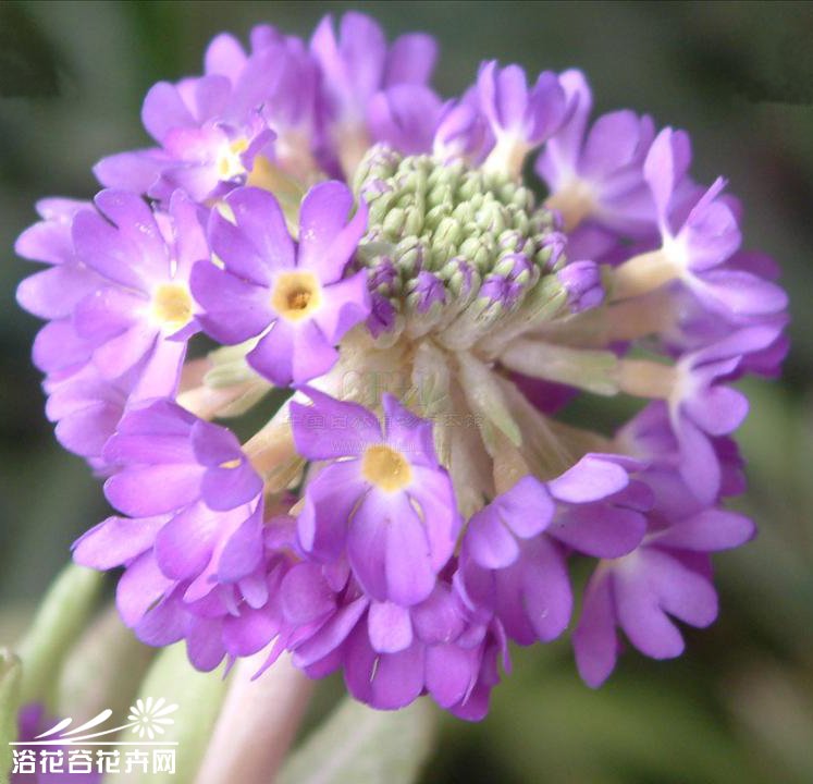 滇北球花報春