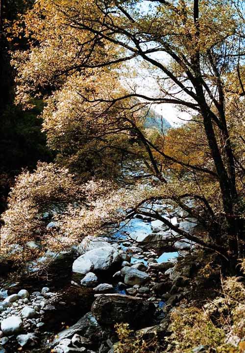 黑河國家森林公園