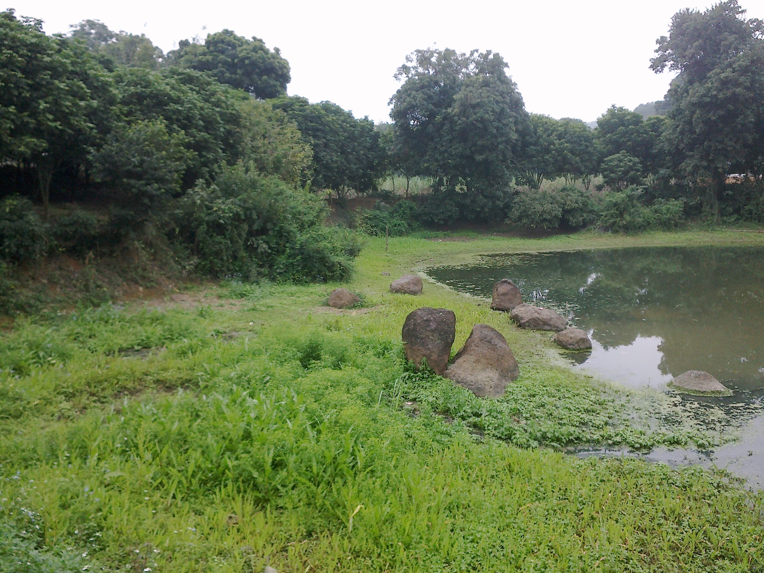 龍江村(廣西壯族自治區南寧市隆安縣下轄村)