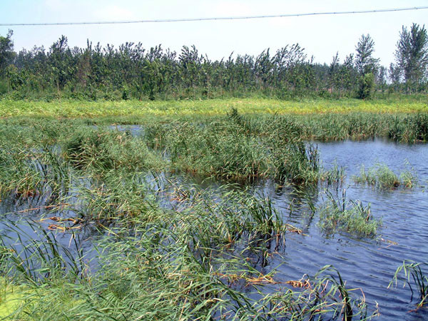 河南新鄉黃河濕地鳥類國家級自然保護區
