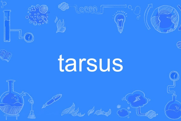 tarsus