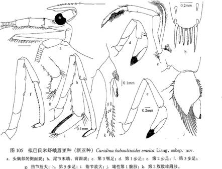 擬巴氏米蝦峨眉亞種