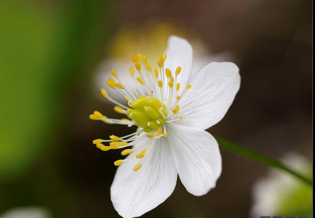 匐枝銀蓮花