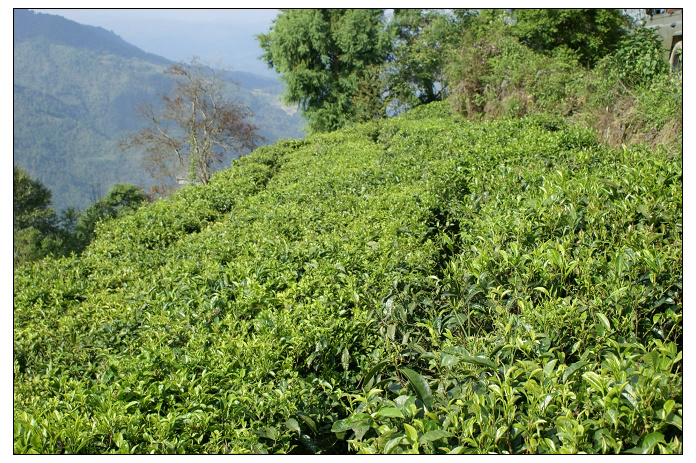 臘寨自然村茶葉種植園
