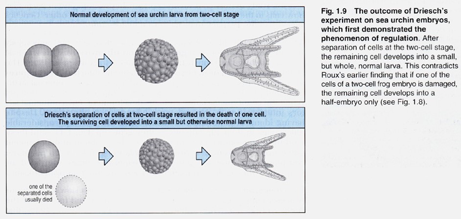 Hans Driesch的實驗圖解
