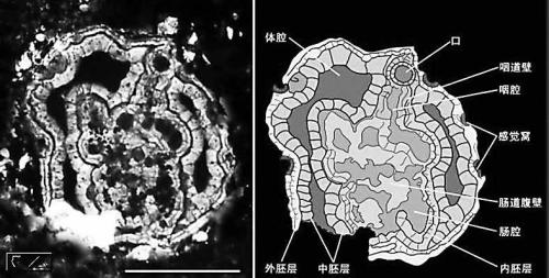 小春蟲生理結構圖