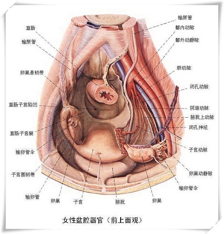 慢性盆腔疼痛