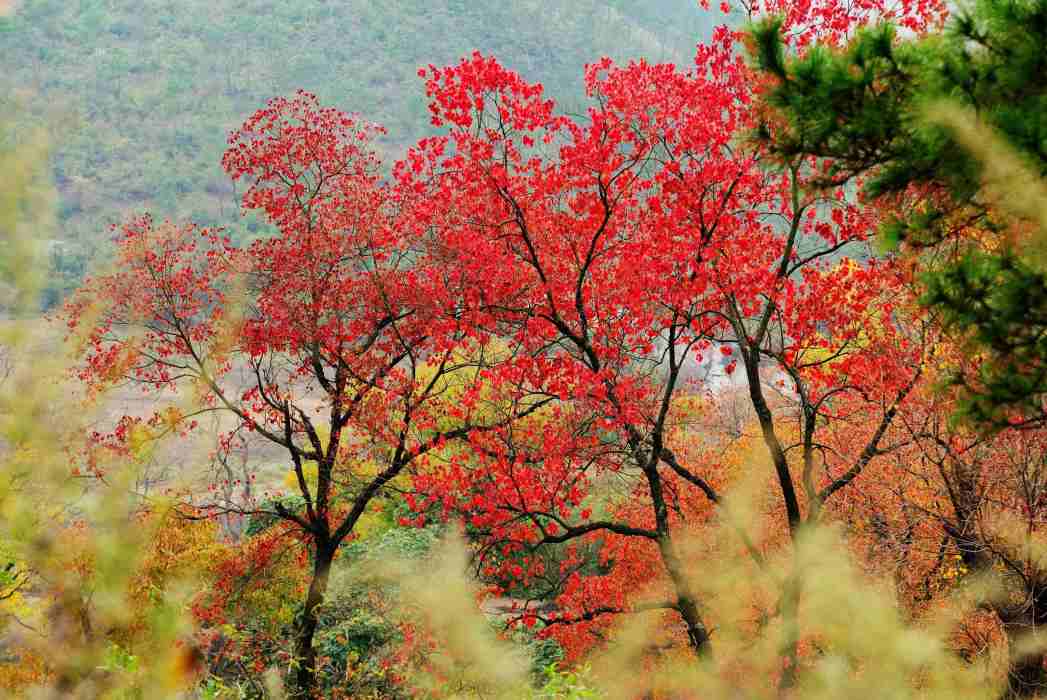 大悟縣紅葉節