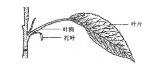 葉的組成