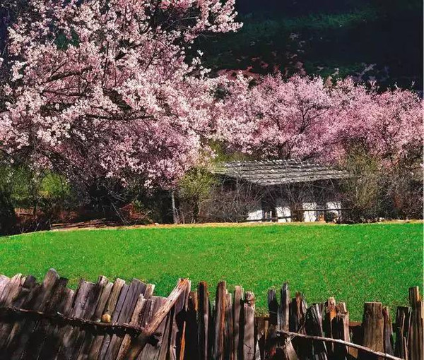 林芝鎮嘎拉村