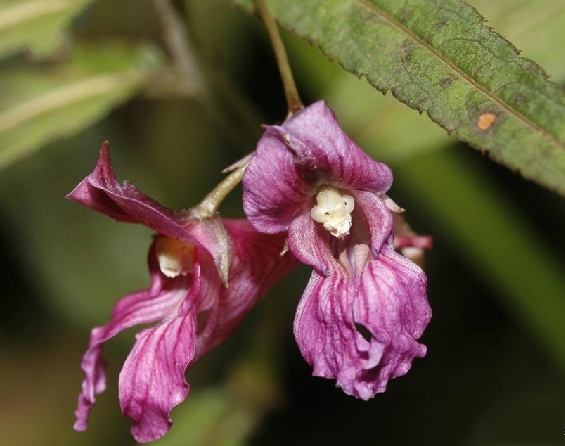 柳葉菜狀鳳仙花