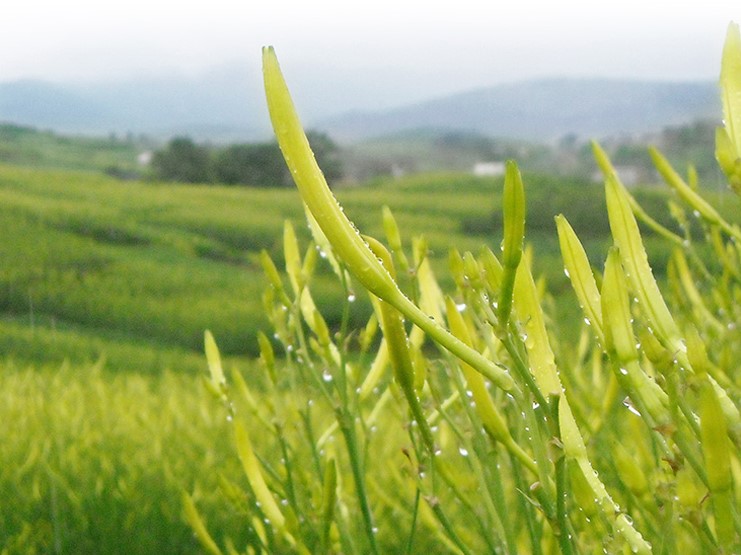 學孔黃花