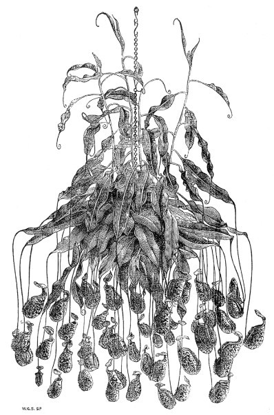 《園丁與農夫雜誌》中萊佛士豬籠草的插圖