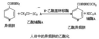 人體中異煙肼的乙醯化