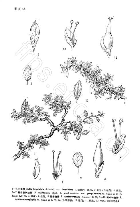 小墊柳（原變種）