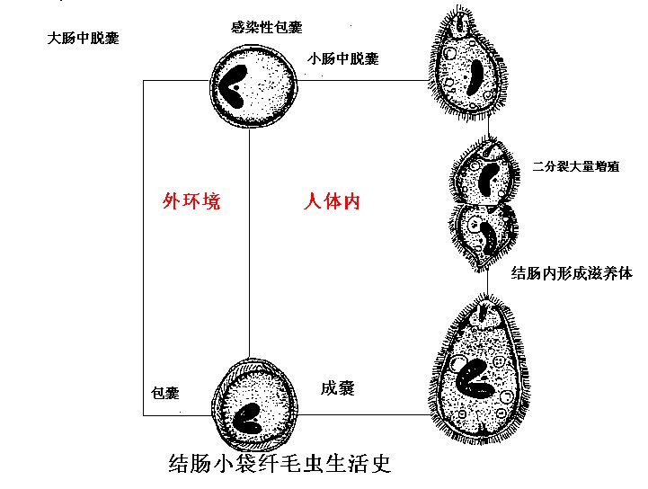 結腸小袋纖毛蟲