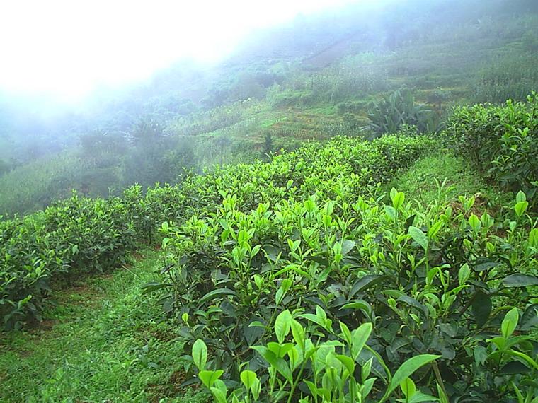 茶葉種植