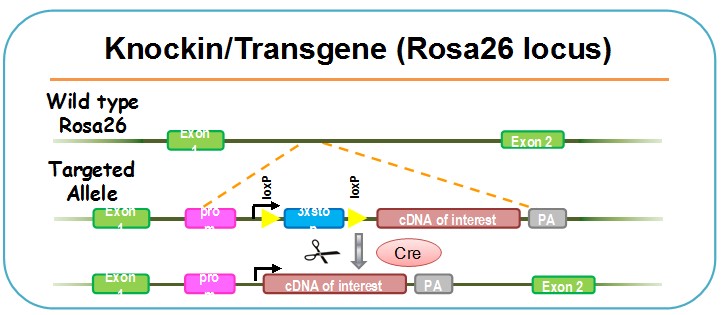 北京百奧賽圖基因生物技術有限公司