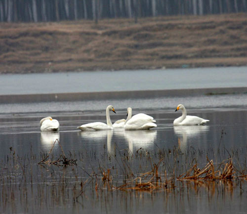 河南新鄉黃河濕地鳥類國家級自然保護區