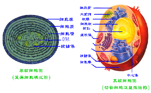 細胞(生物學中構成生物體的基本單位)