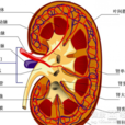 肝性腎功能衰竭