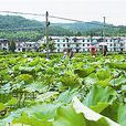 上屯村(龍泉鎮中屯村民委員會下轄村)