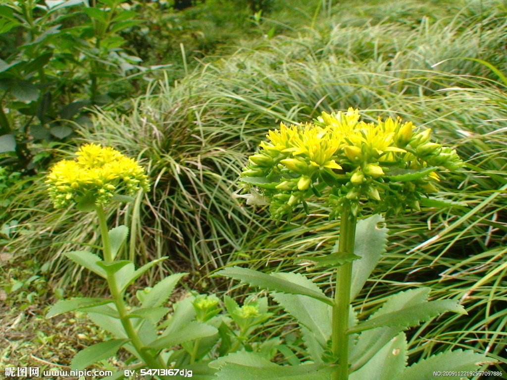 田七花