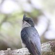 鳳頭樹燕(鳳頭雨燕)