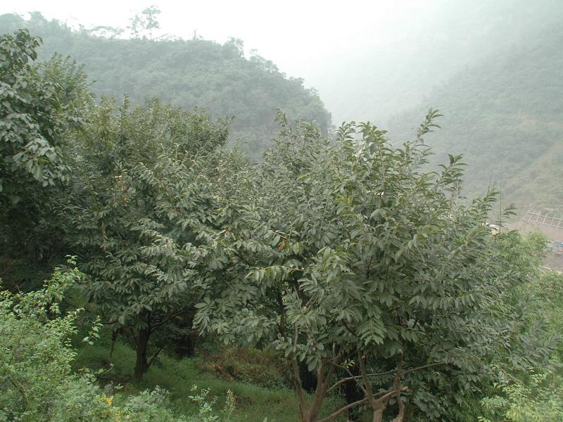 復興村(雲南省水富市太平鎮下轄村)