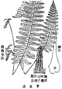 尖齒擬水龍骨