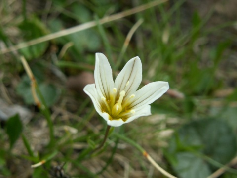 尖果窪瓣花