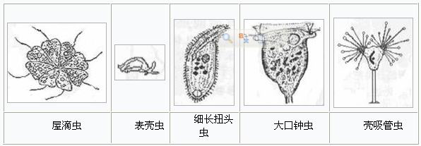 微型後生動物