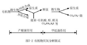 分解生物