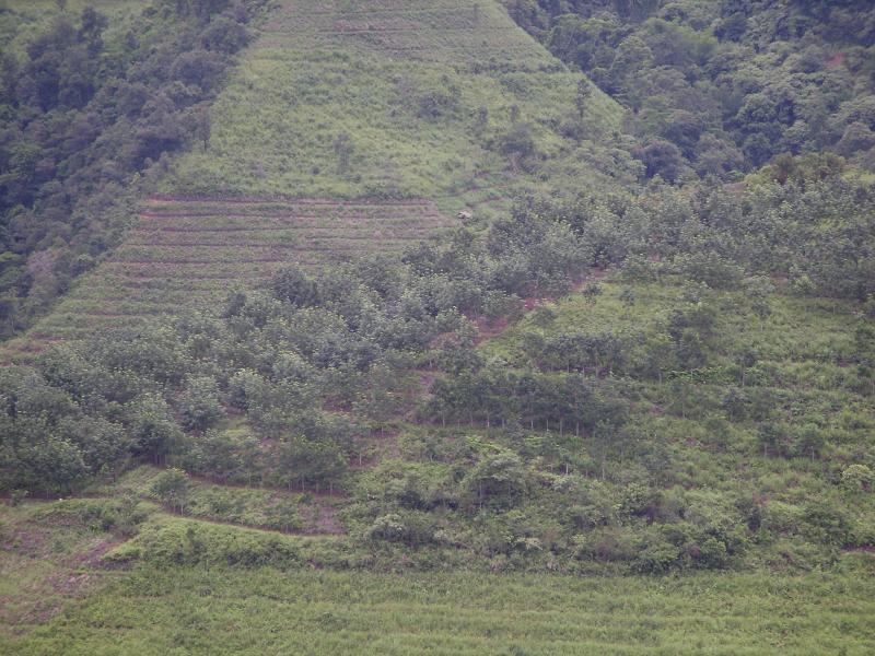 東甫下寨村橡膠地