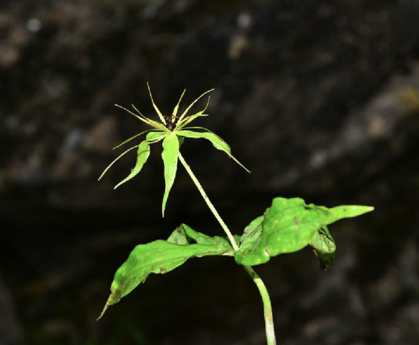 巴山重樓