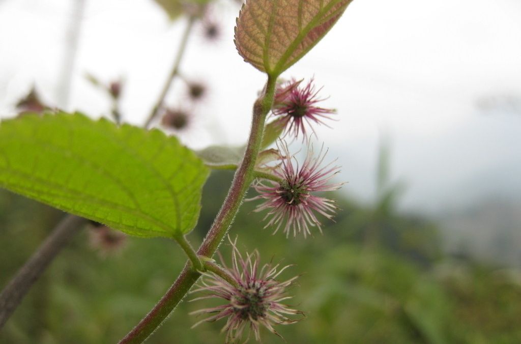 絨毛釣樟