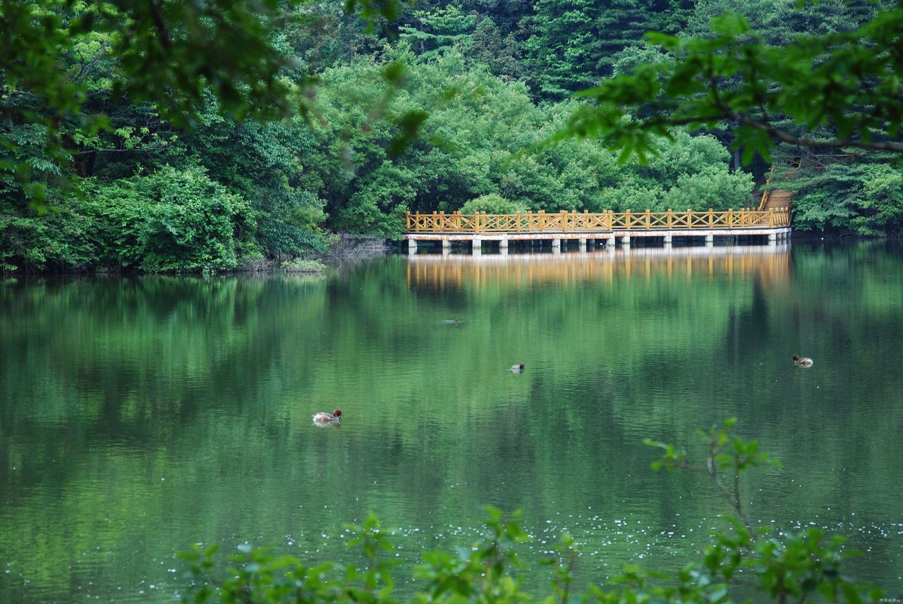 白龍池(山東泰山白龍池)