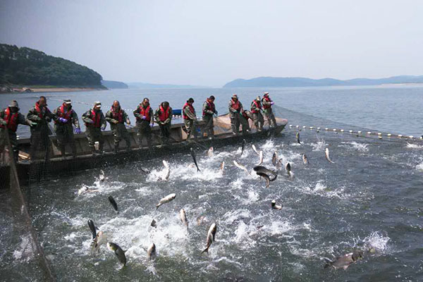 大夥房水庫鯉魚