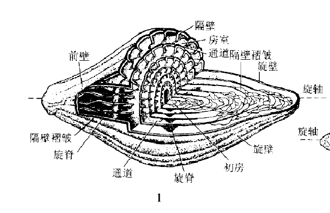 指準化石