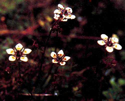 黑蕊虎耳草(圖1)