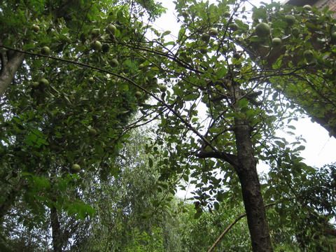 高明村(貴州省赫章縣雙坪鄉下轄村)