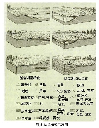 沼澤演替示意圖