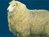 波耳沃斯羊