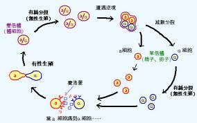 酵母菌生活史示意圖